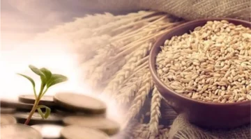 زكاة الفطر في مصر: بيان دار الإفتاء عن القيمة وموعد الإخراج